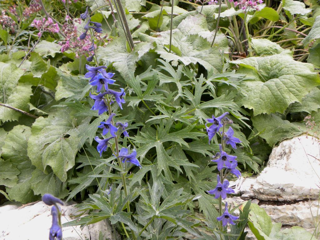 Quale Delphinium?  Delphinium dubium